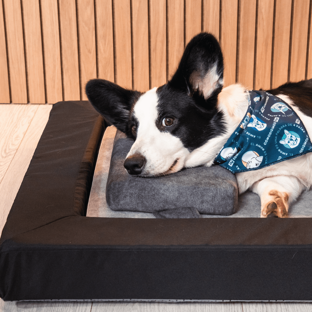 Almohada ortopédica para cuidar la salud de las mascotas