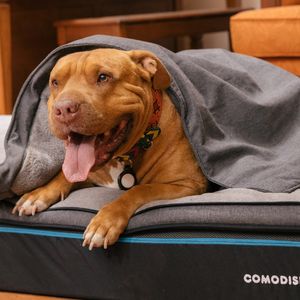 Combo Peludos Tranquilos